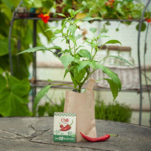 Minigarten Chili "Fireflame"