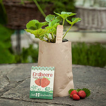 Minigarten Erdbeere "Tubby Red"