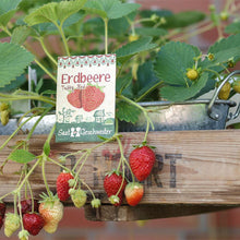 Saatgut Erdbeere "Tubby Red"